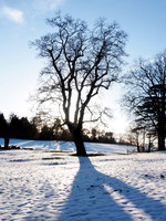 Winter Sunshine