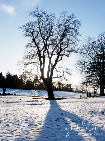Winter Sunshine
