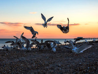 Feeding Frenzy