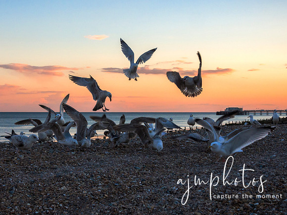Feeding Frenzy