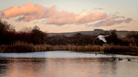 Flying off into the sunset