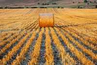 Hale Bale