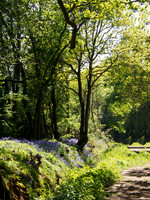 A Stroll In The Bluebell Woods