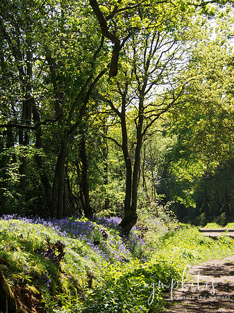 A Stroll In The Bluebell Woods